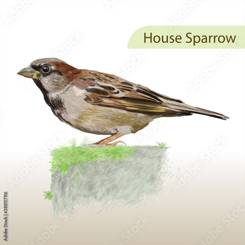 Brown house sparrow standing on a grass land