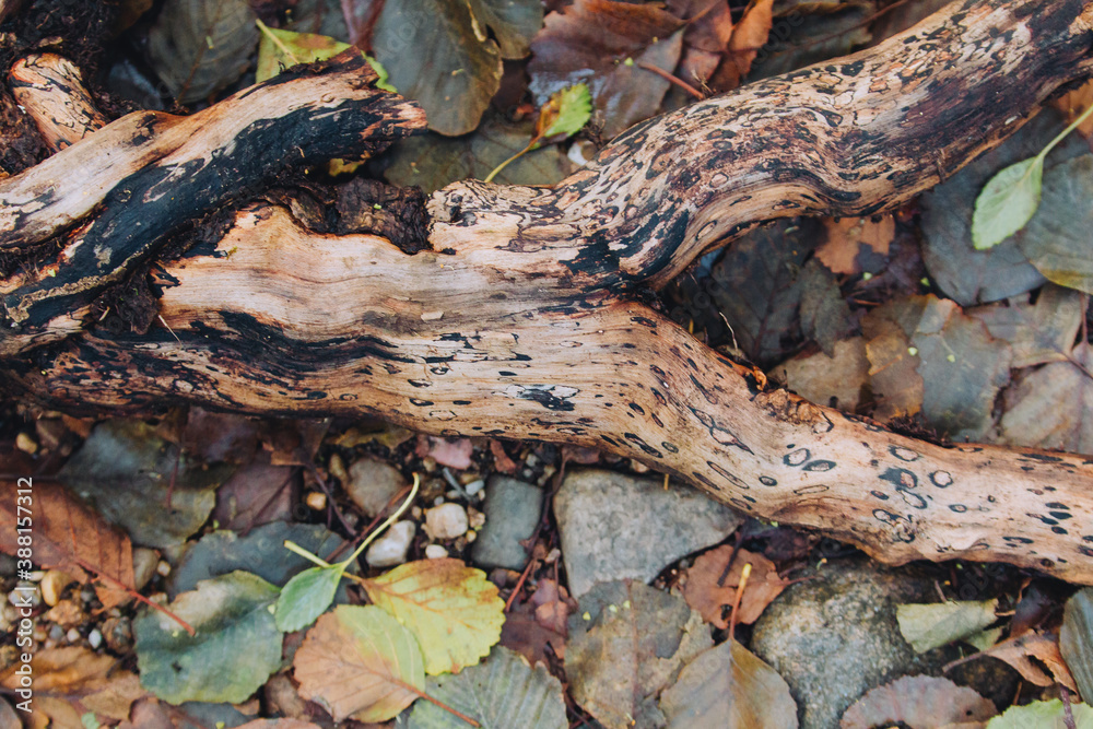 Dead wooden tree branche with v shape in the forest floor
