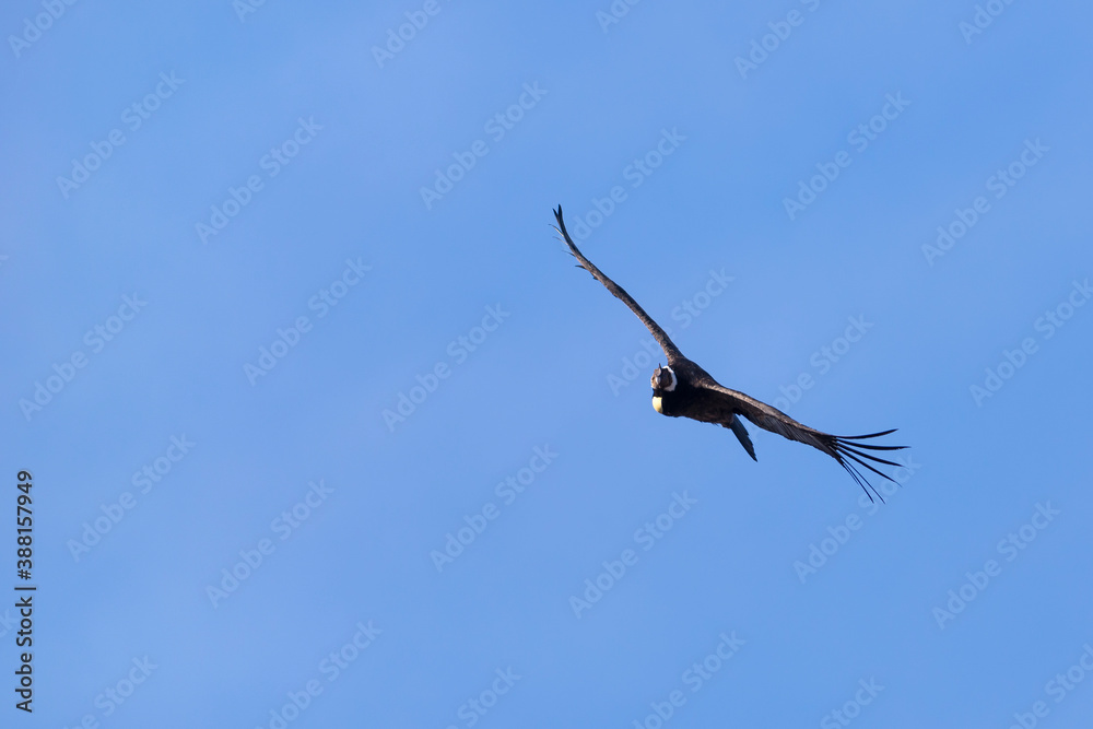 Andean Condor Flying over the Andes Mountain Range. Andean Condor Flying over the Andes Mountain Range.