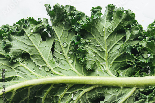 Fresh green kale with water droplets