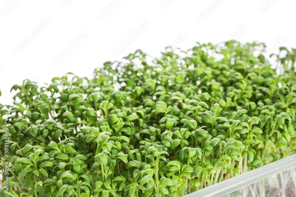 Fresh organic microgreen on white background, closeup Fresh organic microgreen on white background, closeup