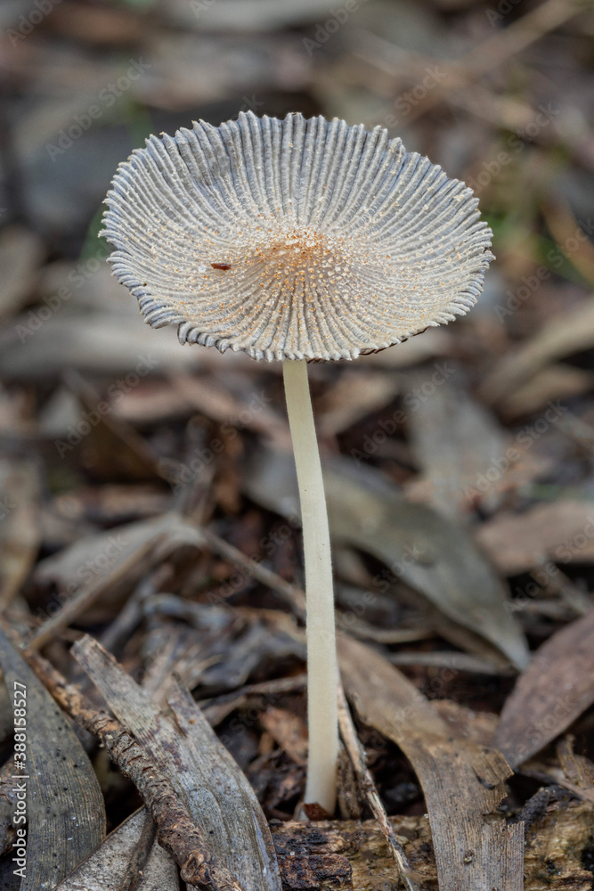 Parasola Plicatilis" Images – Browse 71 Stock Photos, Vectors, and Video |  Adobe Stock