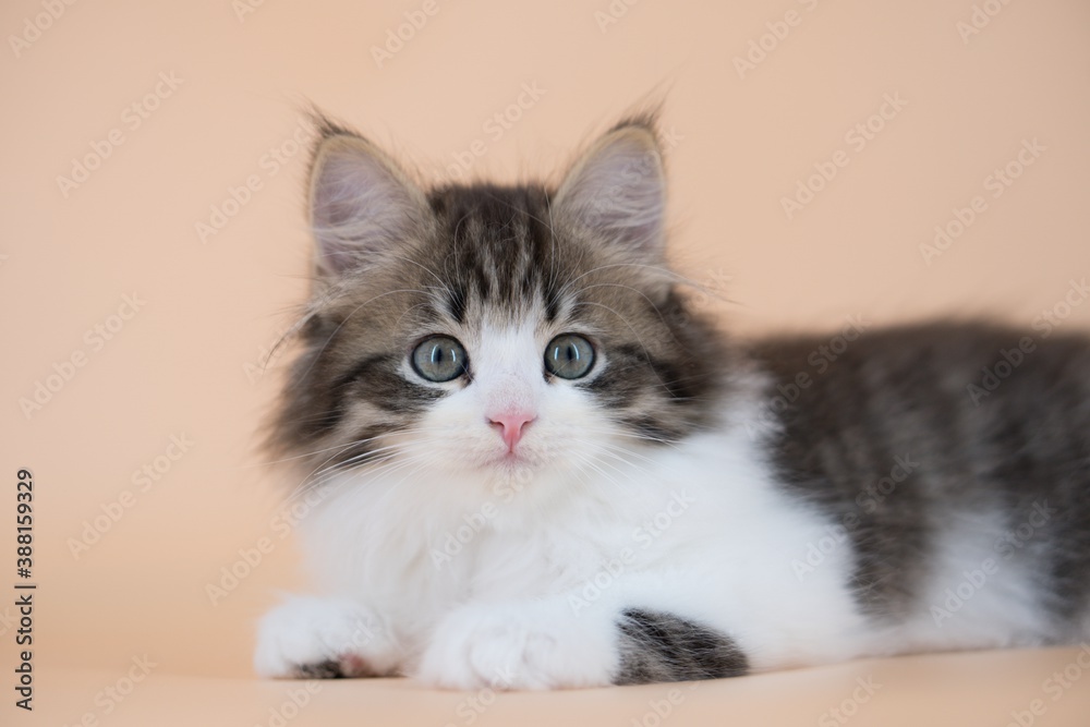 Siberian cat on colored backgrounds