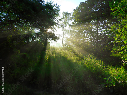 Sunrise in the Forest with Sun Shining Through the Trees into Clearing with Sun Rays Coming Through and Lighting Up Green Trees  Plants and Grass on a Beautiful Summer Morning at Dawn 