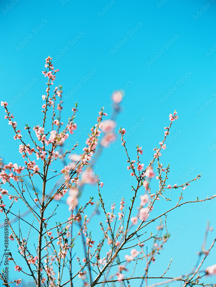 PInk spring blossoms against bright blue sky PInk spring blossoms against bright blue sky