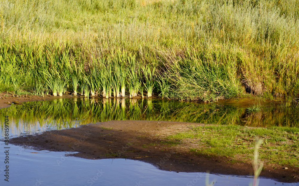 Pond Reeds in Wetlands Pond Reeds in Wetlands