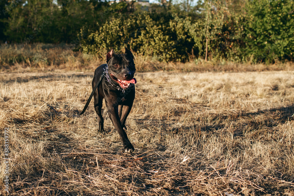Black pitbull with a chain around his neck runs to his master in the park Black pitbull with a chain around his neck runs to his master in the park