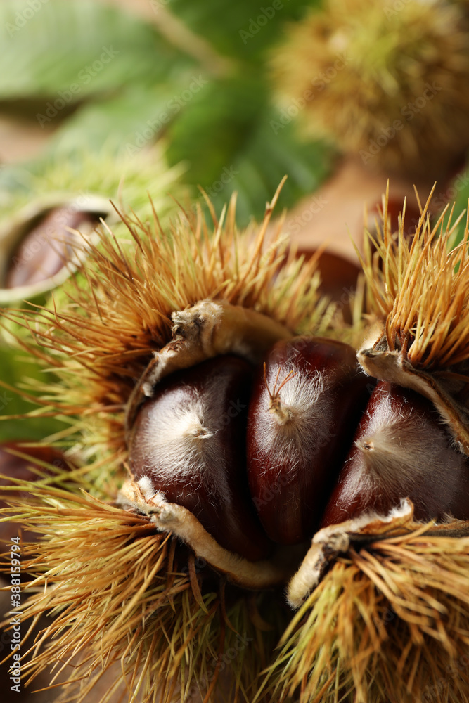 Fresh sweet edible chestnuts in husk, closeup Fresh sweet edible chestnuts in husk, closeup