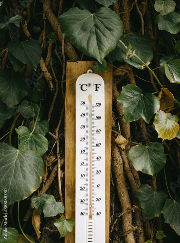 Thermometer on the tree background photo