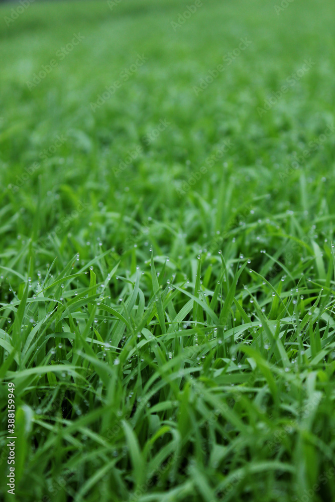 spring season abstract natural background of green rice farm close up with water drop . grass with water drops . spring season abstract natural background of green rice farm close up with water drop . grass with water drops .