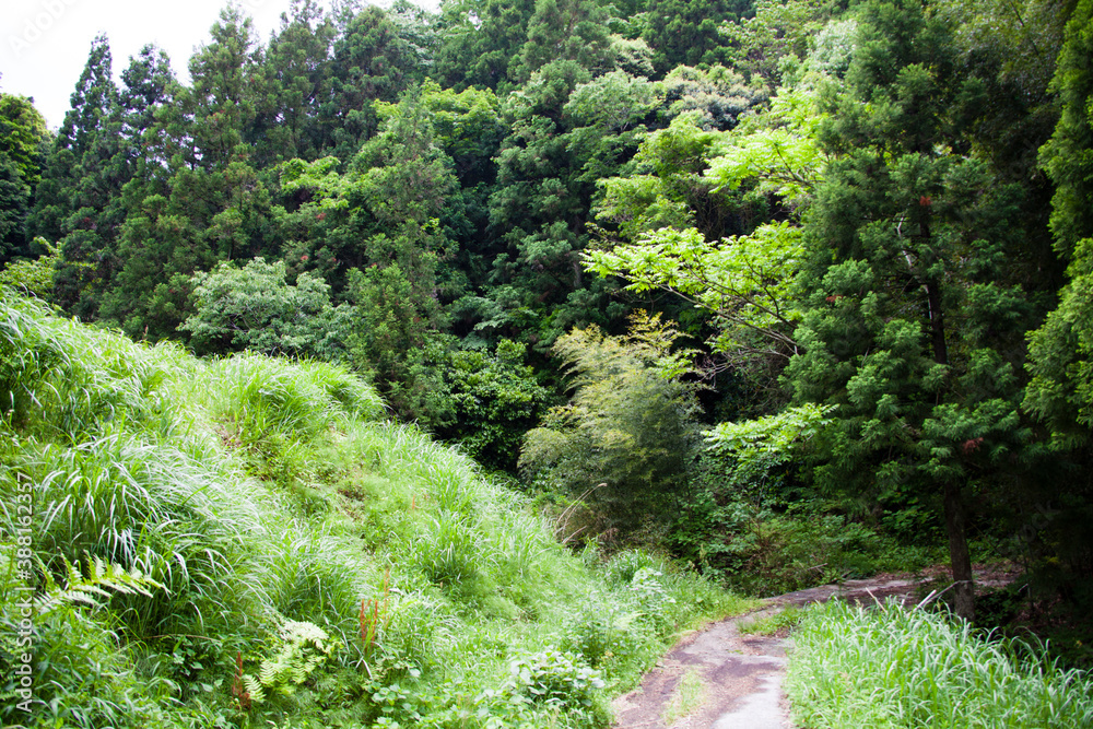 Obraz premium 緑道