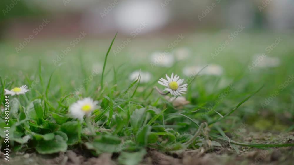 chrysanthemum white small yellow on the ground chrysanthemum white small yellow on the ground