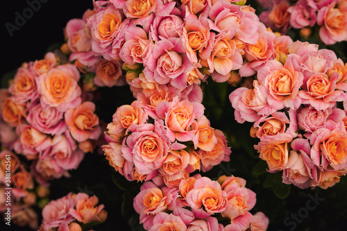Small pink roses. Close up background © Pajaros Volando