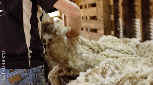 Sheep fleece skirting by male shed hand