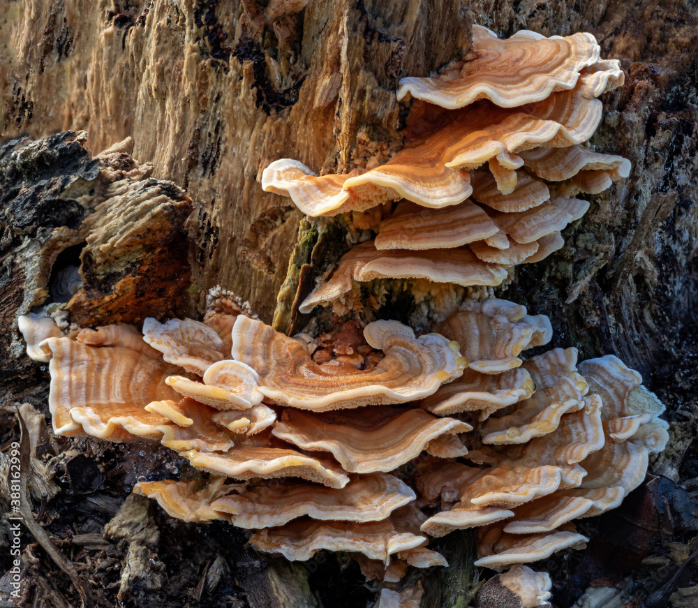 Tiers of Cerrena zonata bracket fungi (Ragged polypore) with spines, teeth and ridges on the underside - NSW, Australia Tiers of Cerrena zonata bracket fungi (Ragged polypore) with spines, teeth and ridges on the underside - NSW, Australia