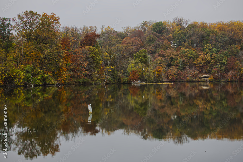 autumn trees reflected in water in Roland Lake Park in Baltimore Maryland usa 