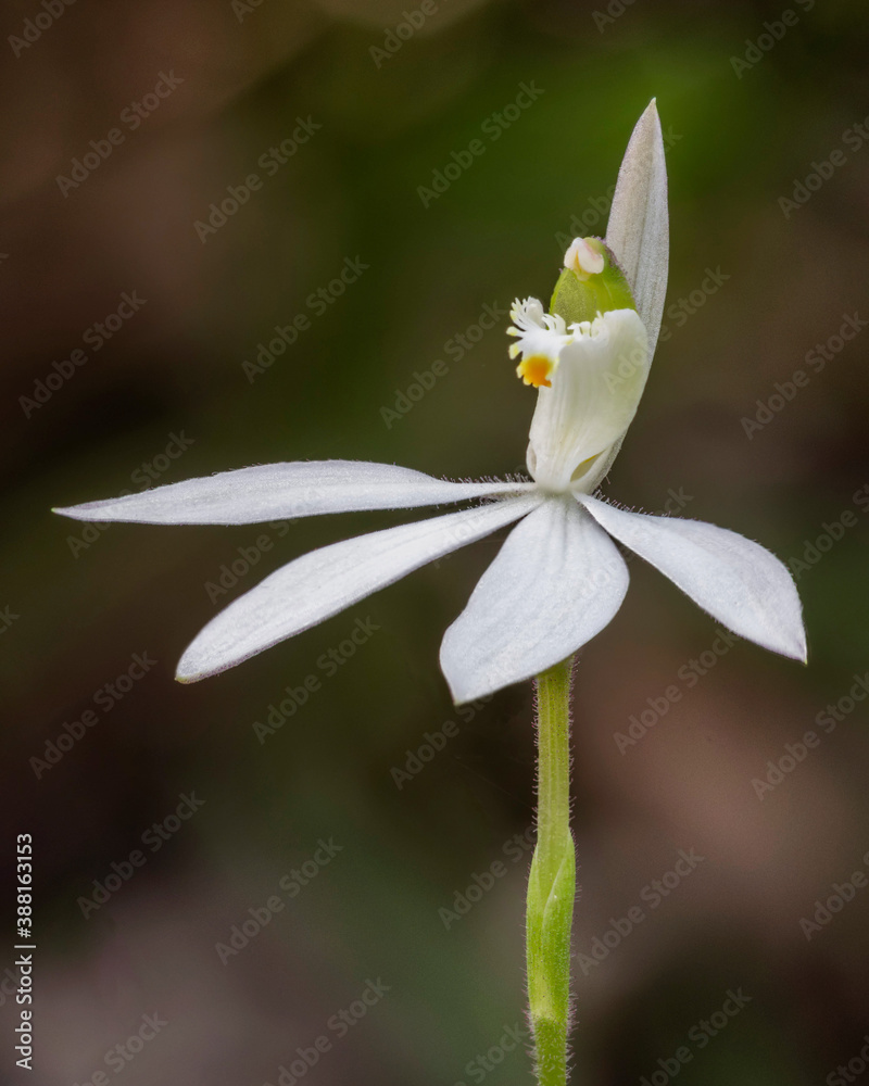 White Fingers Orchid (Caladenia catenata - has green throat) - approx 25mm dia - endemic to NSW, Queensland & Victoria, Australia White Fingers Orchid (Caladenia catenata - has green throat) - approx 25mm dia - endemic to NSW, Queensland & Victoria, Australia