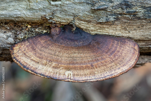 Tablou pe pânză Polypore bracket fungus (with brown pores) growing on a fallen tree - NSW, Austr