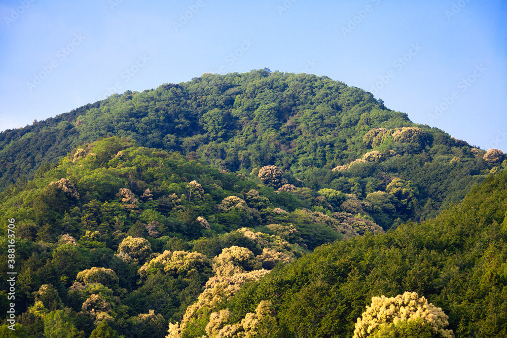 Fototapeta premium 伊勢の山林