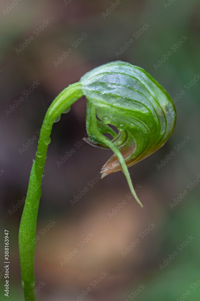 Pterostylis nutans after the rain (Nodding Greenhood or Parrot's Beak Orchid) - endemic to eastern Australia