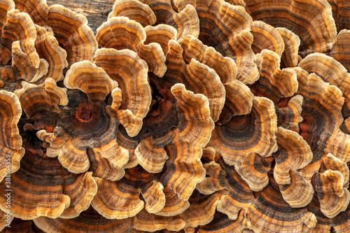 Trametes versicolor polypore brackets covering a fallen tree - NSW, Australia