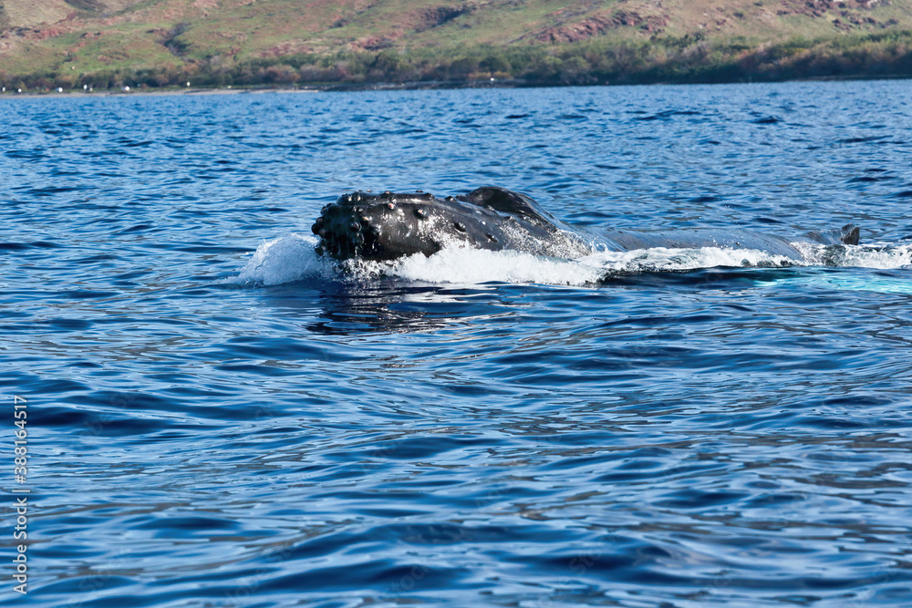 Obraz premium Humpback whale exploding out of the water exposing its large head.