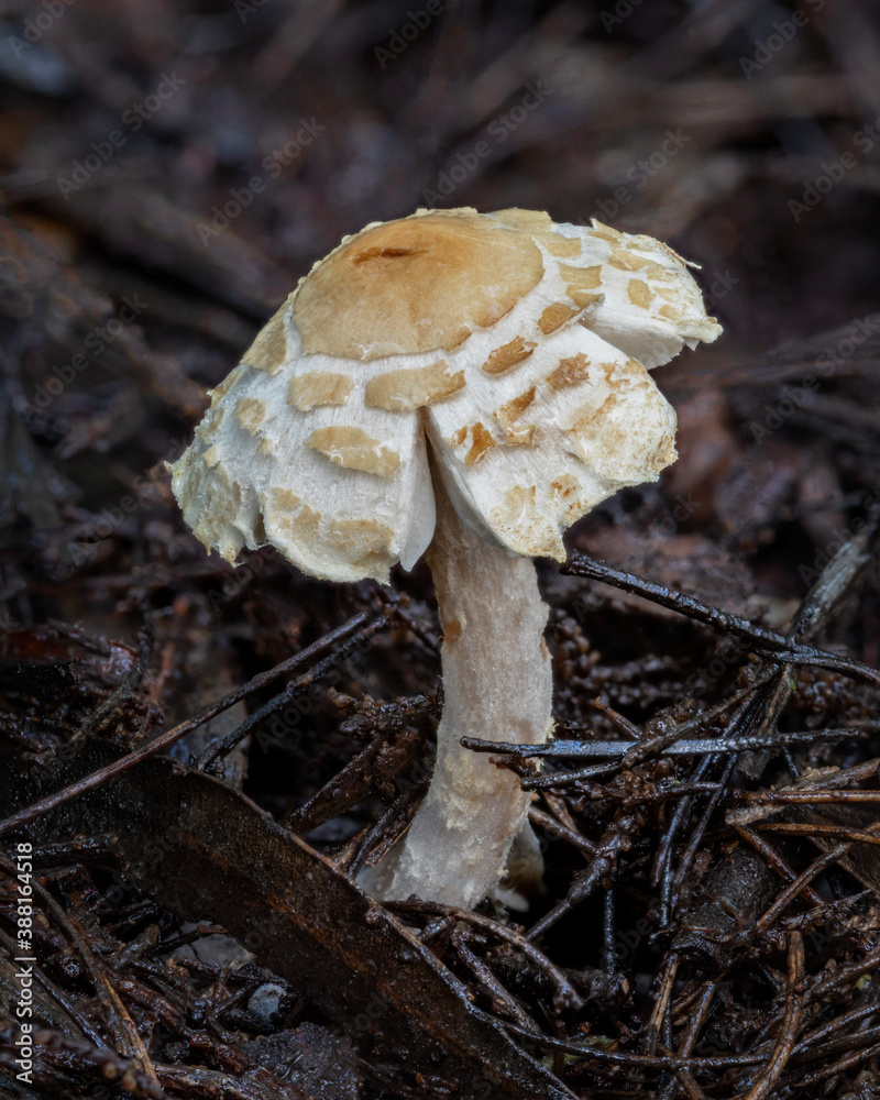 Sweet little Agaricus sp fungus growing in leaf litter - NSW, Australia Sweet little Agaricus sp fungus growing in leaf litter - NSW, Australia