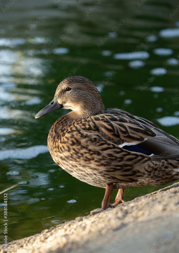 retrato de un pato en un charco retrato de un pato en un charco