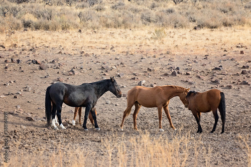 Canvas Print Wild horses living in the high desert of Eastern Oregon, Steens Mountain