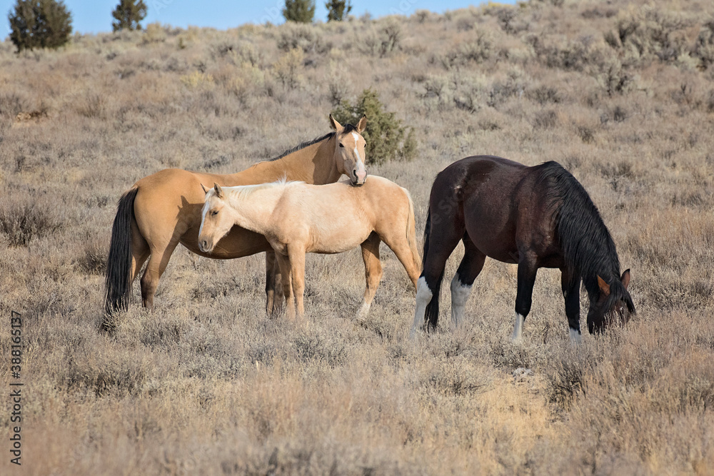 Wild horses living in the high desert of Eastern Oregon, Steens Mountain Wild horses living in the high desert of Eastern Oregon, Steens Mountain