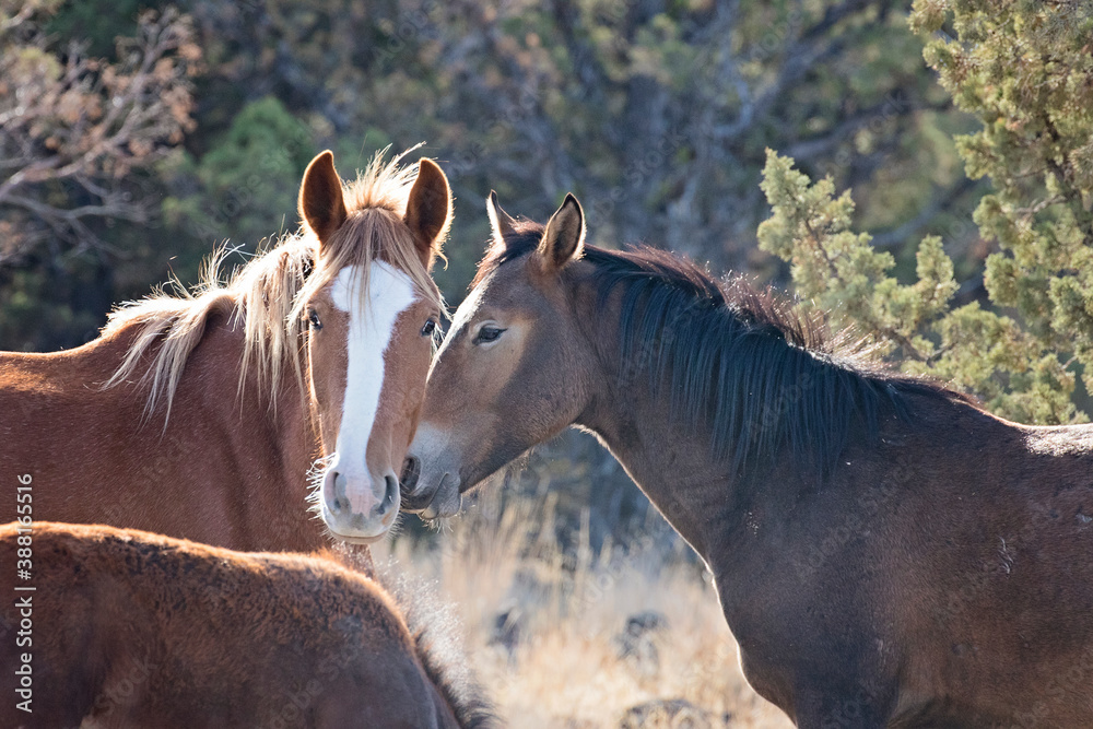 Fototapeta premium Wild horses living in the high desert of Eastern Oregon, Steens Mountain