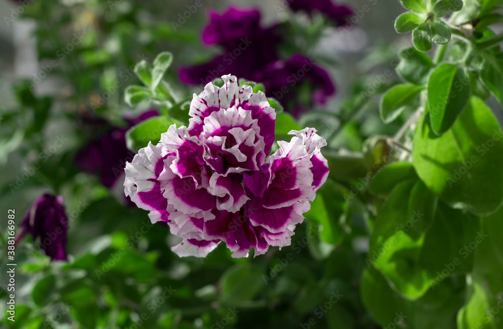 Beautiful petunia flower on a background of green foliage. Large double petunia flower, lush lilac-white with serrated petals. Beautiful petunia flower on a background of green foliage. Large double petunia flower, lush lilac-white with serrated petals.