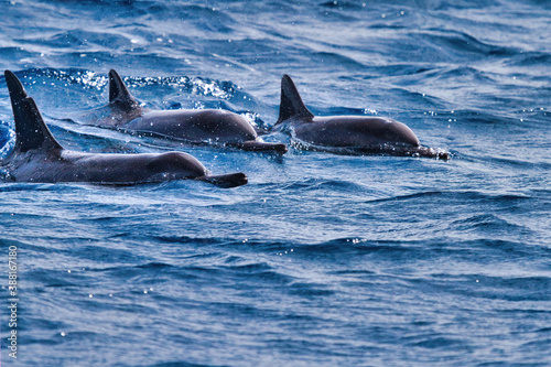 Three dolphin swimming together above the surface of the ocean.