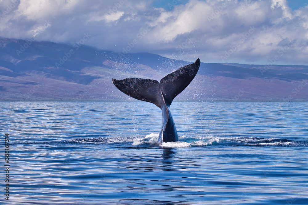 Playful humpback displaying its distinctive tail to a whale watch boat. - obrazy, fototapety, plakaty 