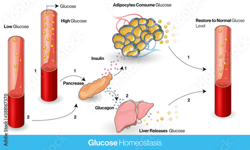 Mechanism of Glucose homeostasis in Normal human body using insulin and glucagon vector design concept.  photo