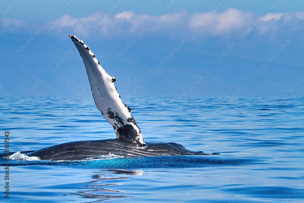 Obraz premium Humpback whale extending its pectoral fin to whale watchers as if waving.