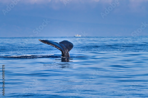 Distinctively shaped humpback whale tail seen just above the ocean surface.
