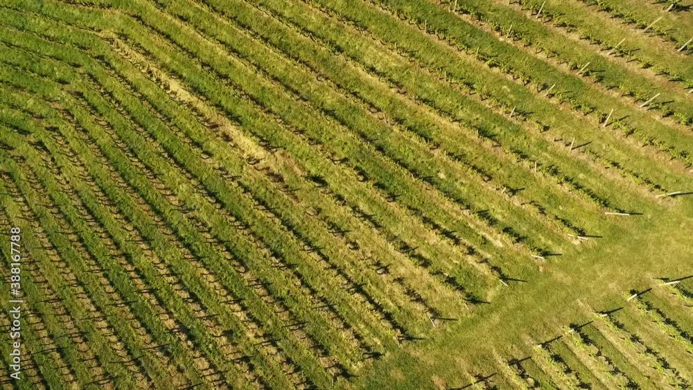 Organised Row of Freshly Planted Wine Vines in Field, Aerial Twisting Shot Organised Row of Freshly Planted Wine Vines in Field, Aerial Twisting Shot