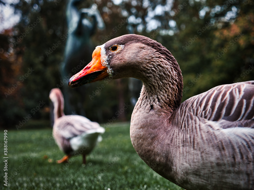 A close up of a goose with a retreating goose in the background in the wild A close up of a goose with a retreating goose in the background in the wild