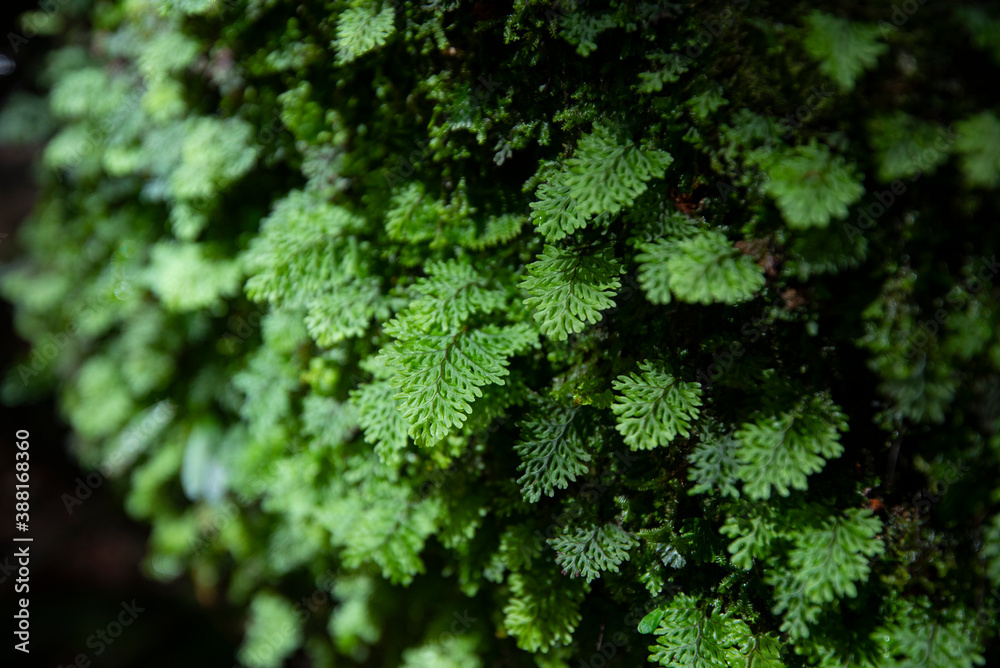 green fern detail nature in the rain forest with moss on the rock - close up plant