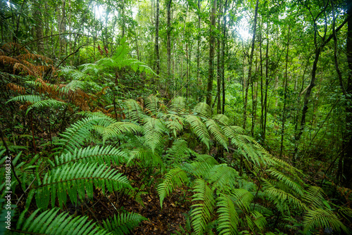 green fern tree nature in the rain forest - Landscape dark tropical forest lush