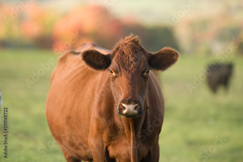 red angus cow portrait in fall setting on small farm in rural ontario canada