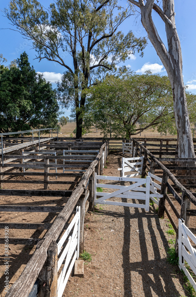 Cattle stock yard in rural Australia