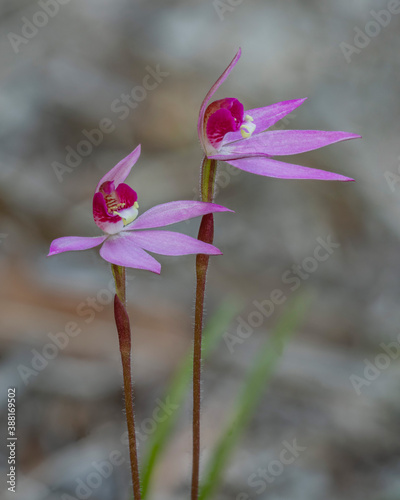 Purple-heart Fingers Orchid (Caladenia hillmanii) - approx 30mm dia - endemic to NSW, Australia