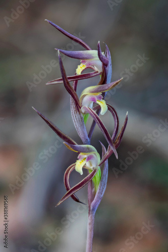 Brown Beaks Orchid (Lyperanthus suaveolens) - endemic to eastern Australia 