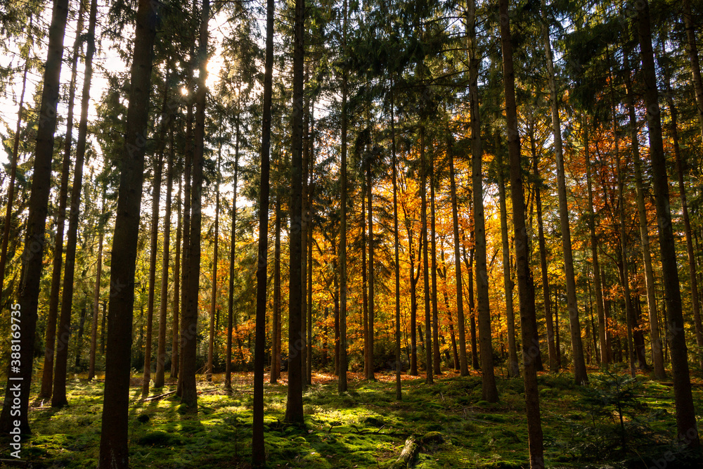 Fototapeta premium Beautiful autumn colors with yellow, orange, red and green in the forest near the town of Hardenberg and the recreation area called 'Oldemeijer'