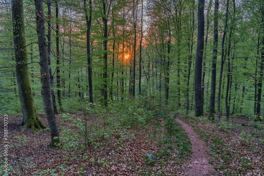Sunset in the woodlands Sunset in the woodlands