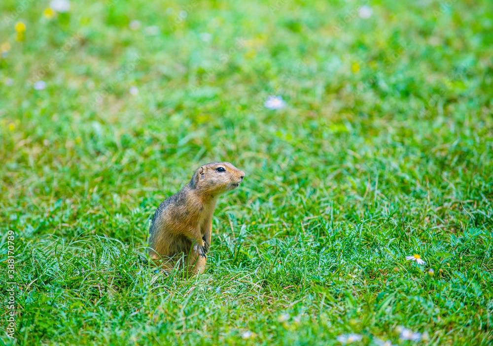 Gopher sitting in the grass hiding behind wildflowers Gopher sitting in the grass hiding behind wildflowers