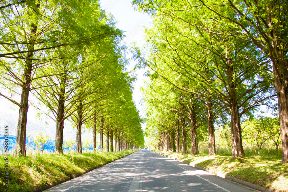 Naklejka premium メタセコイア並木