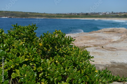 The rocky shore in Sydney, Australia